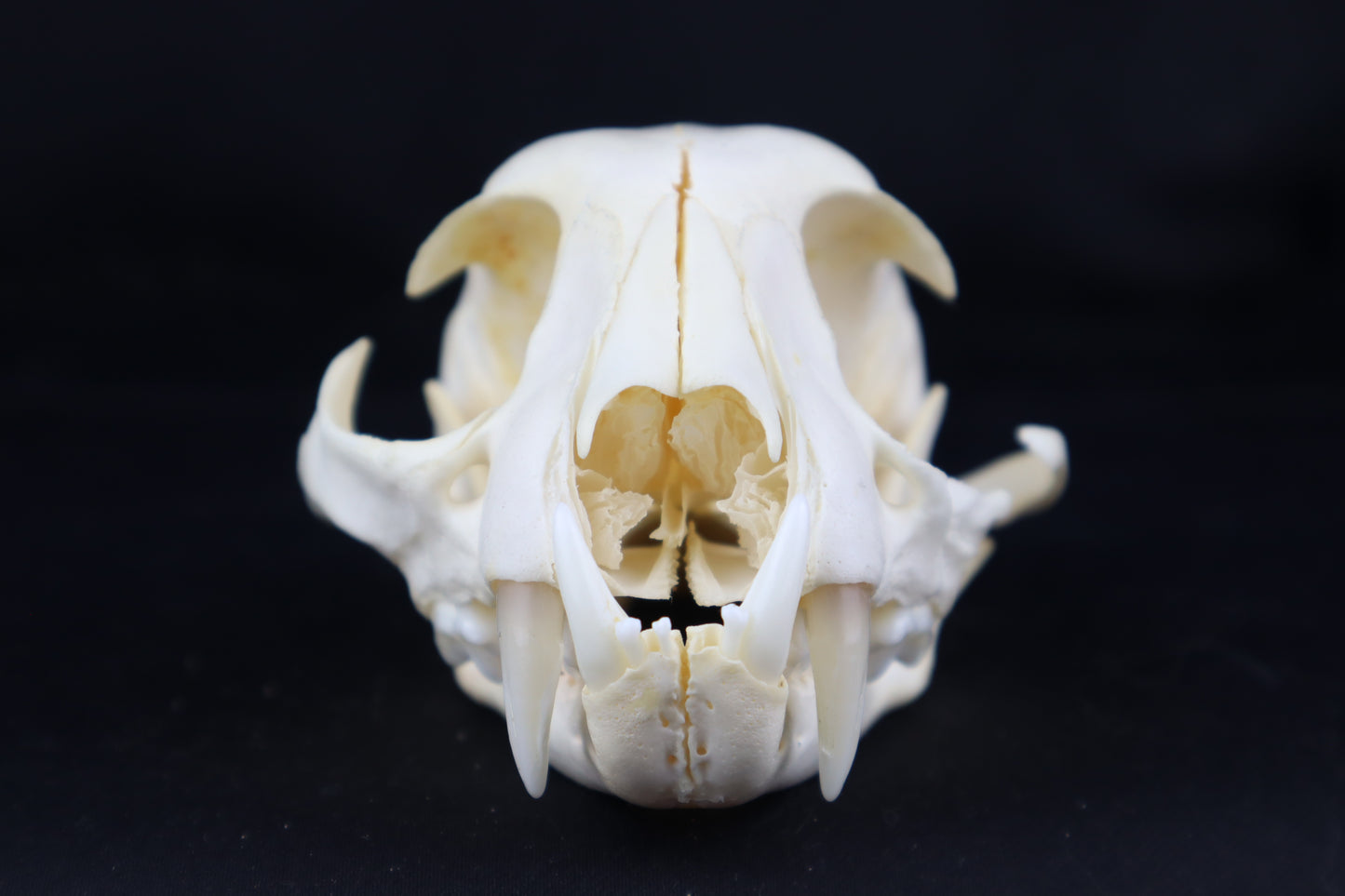 Craft Bobcat Skull