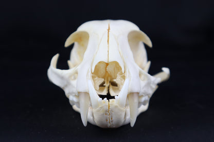Craft Bobcat Skull