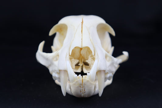 Craft Bobcat Skull