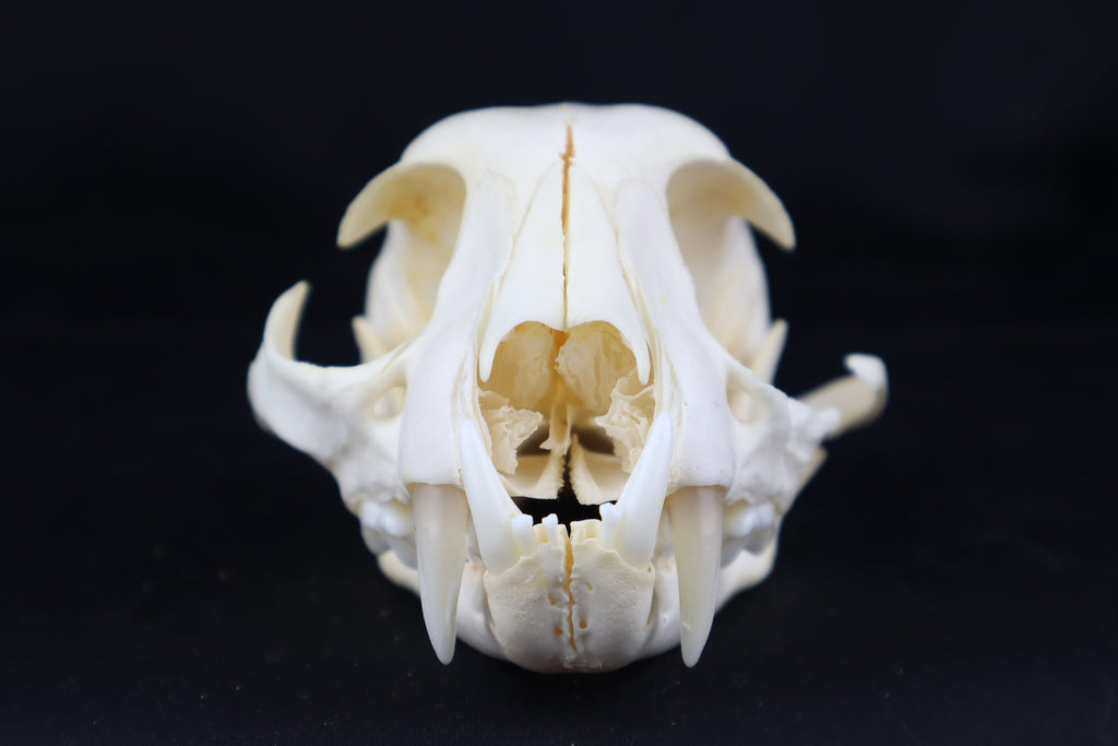 Craft Bobcat Skull