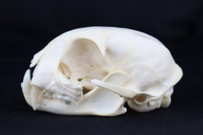Craft Bobcat Skull