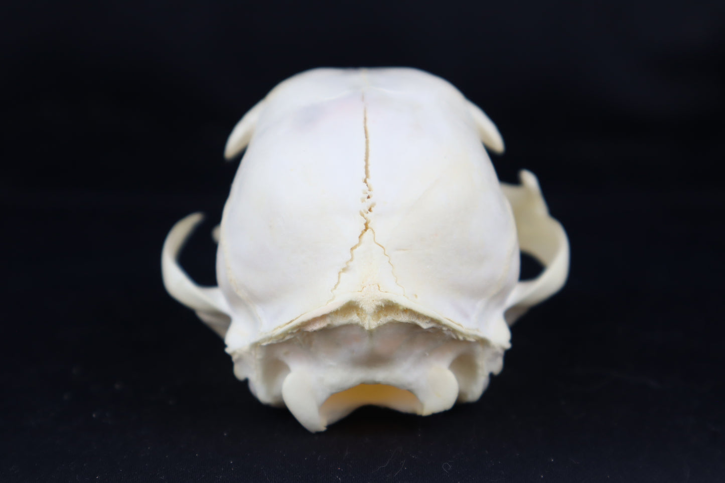 Craft Bobcat Skull