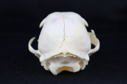 Craft Bobcat Skull