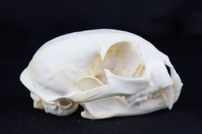Craft Bobcat Skull