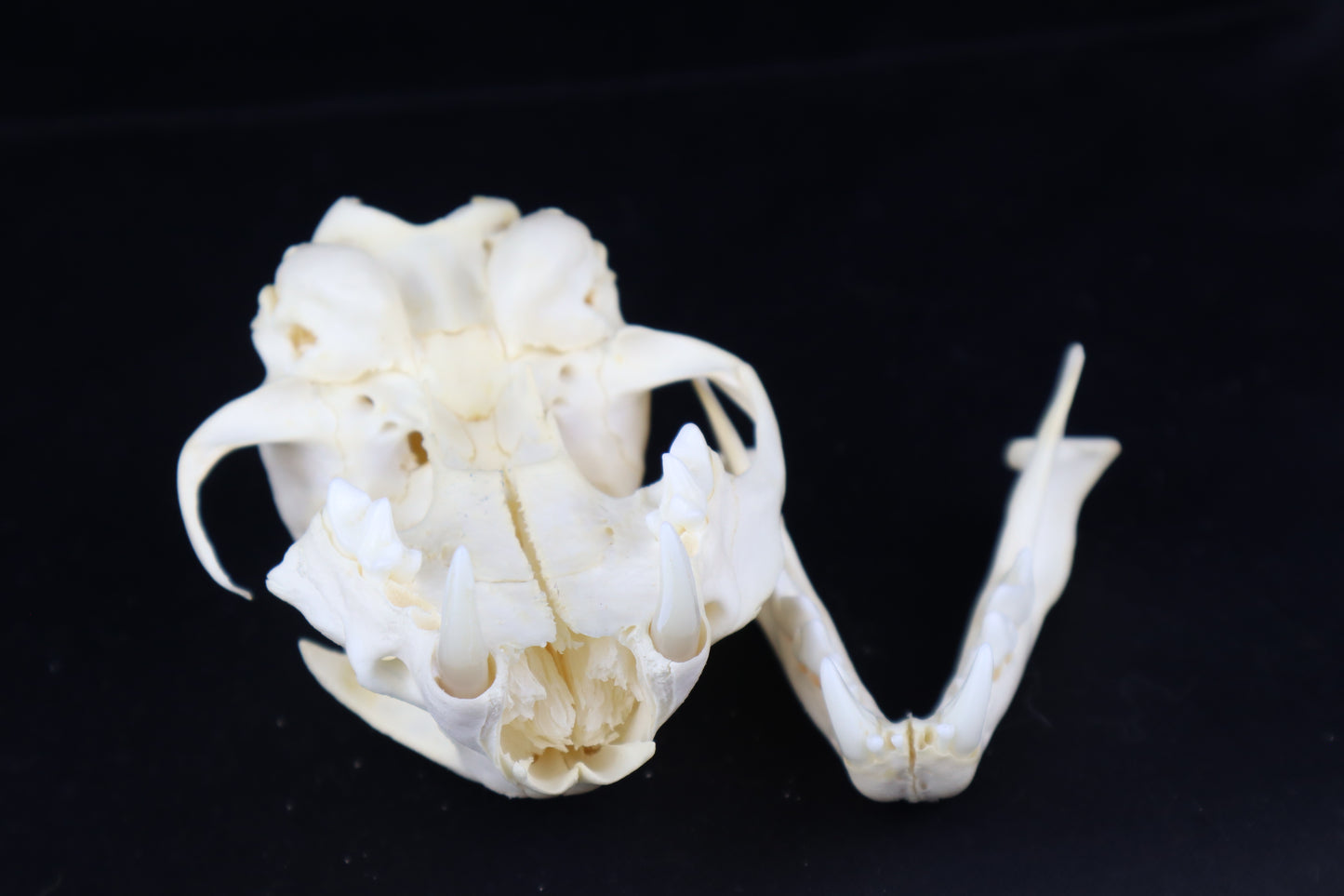 Craft Bobcat Skull