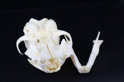 Craft Bobcat Skull