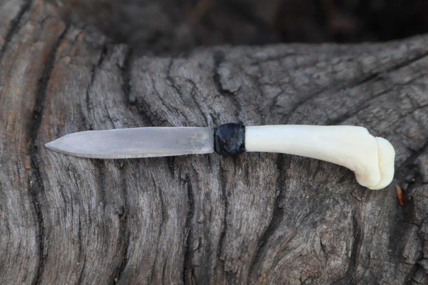 Kitten Humerus Knife