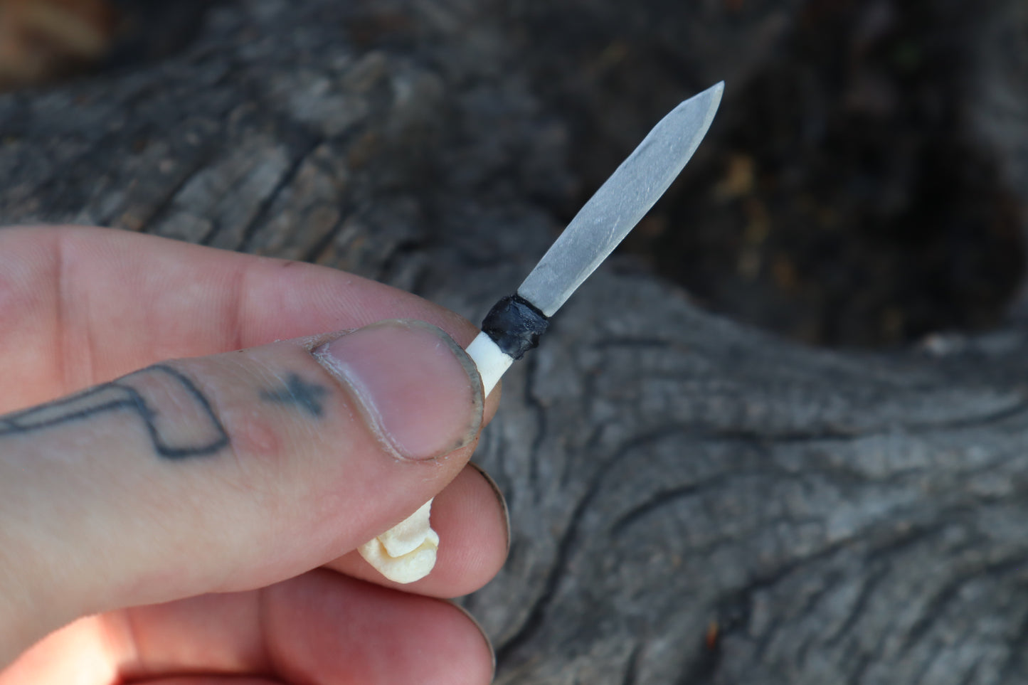Kitten Humerus Knife