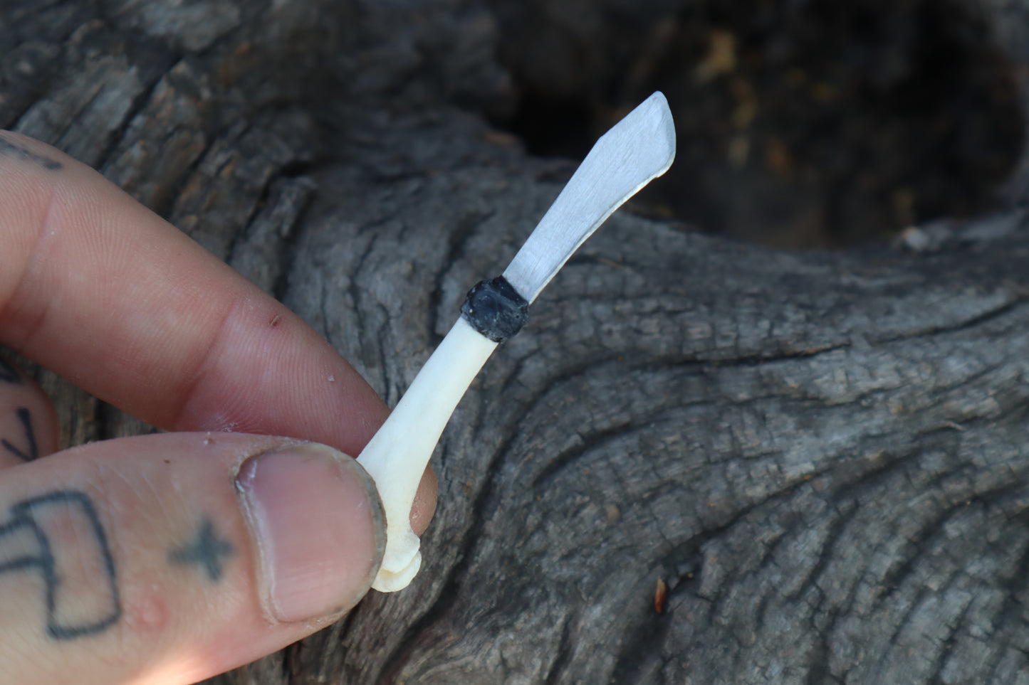 Kitten Humerus Knife