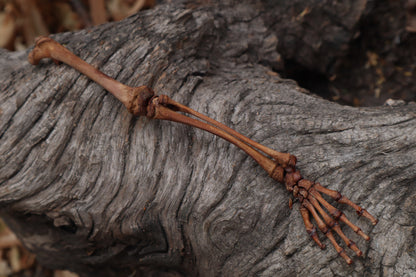 Juvenile Opossum Leg Articulation