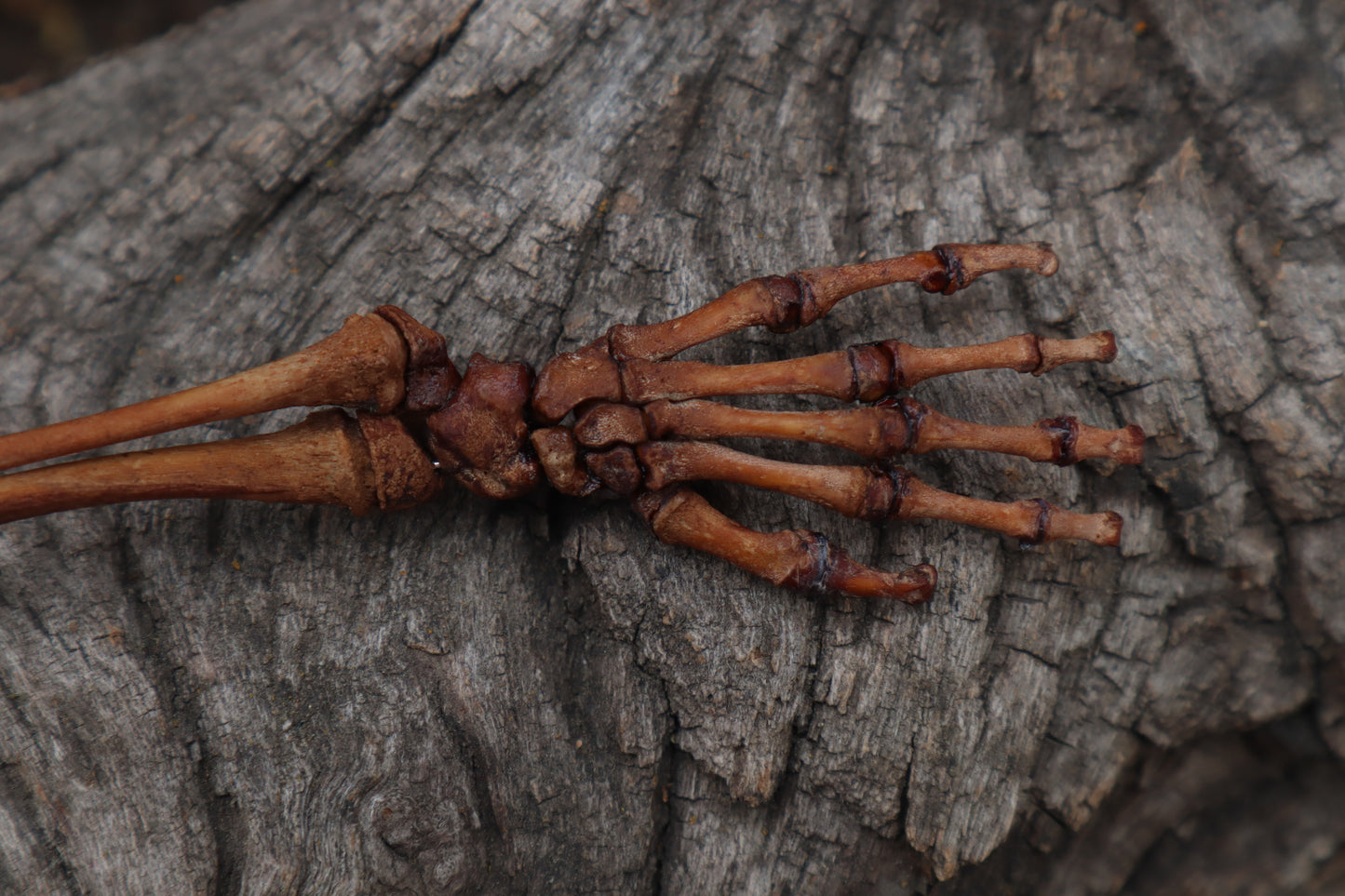 Juvenile Opossum Leg Articulation