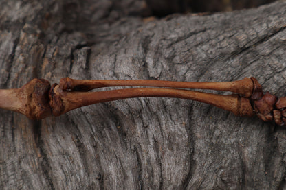 Juvenile Opossum Leg Articulation