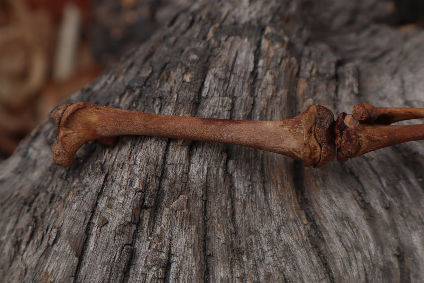 Juvenile Opossum Leg Articulation