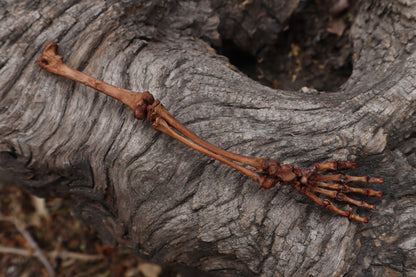 Juvenile Opossum Leg Articulation