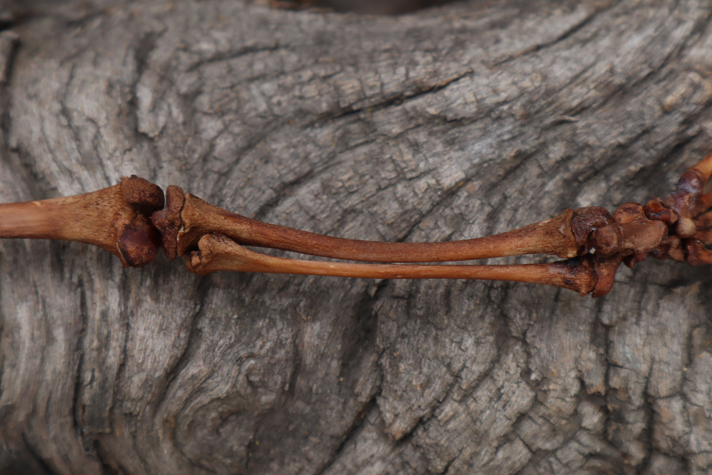 Juvenile Opossum Leg Articulation