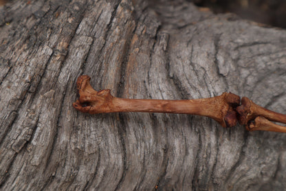 Juvenile Opossum Leg Articulation