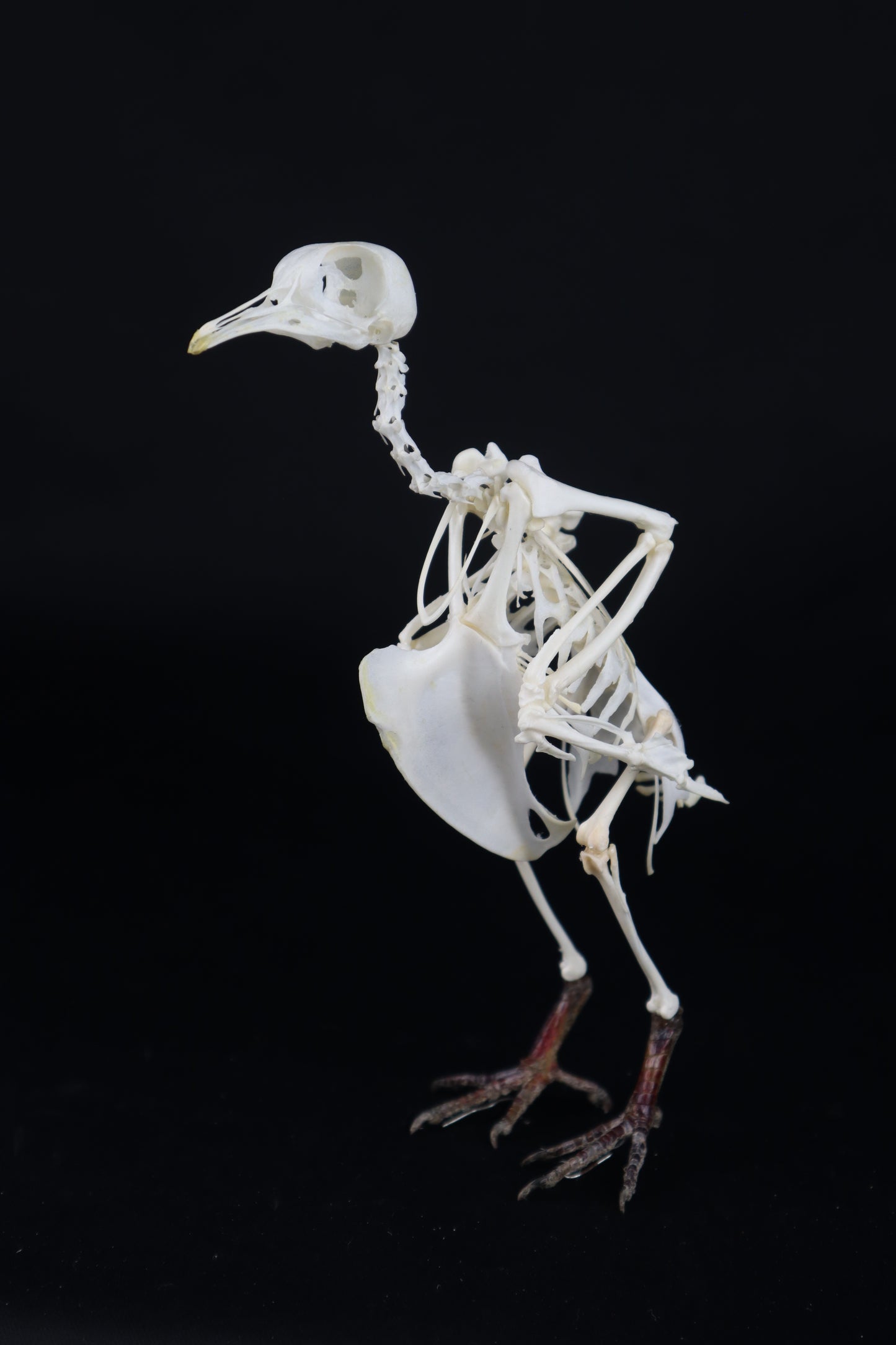 Articulated Pigeon Skeleton