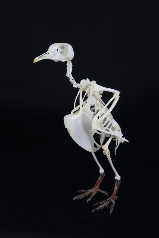 Articulated Pigeon Skeleton