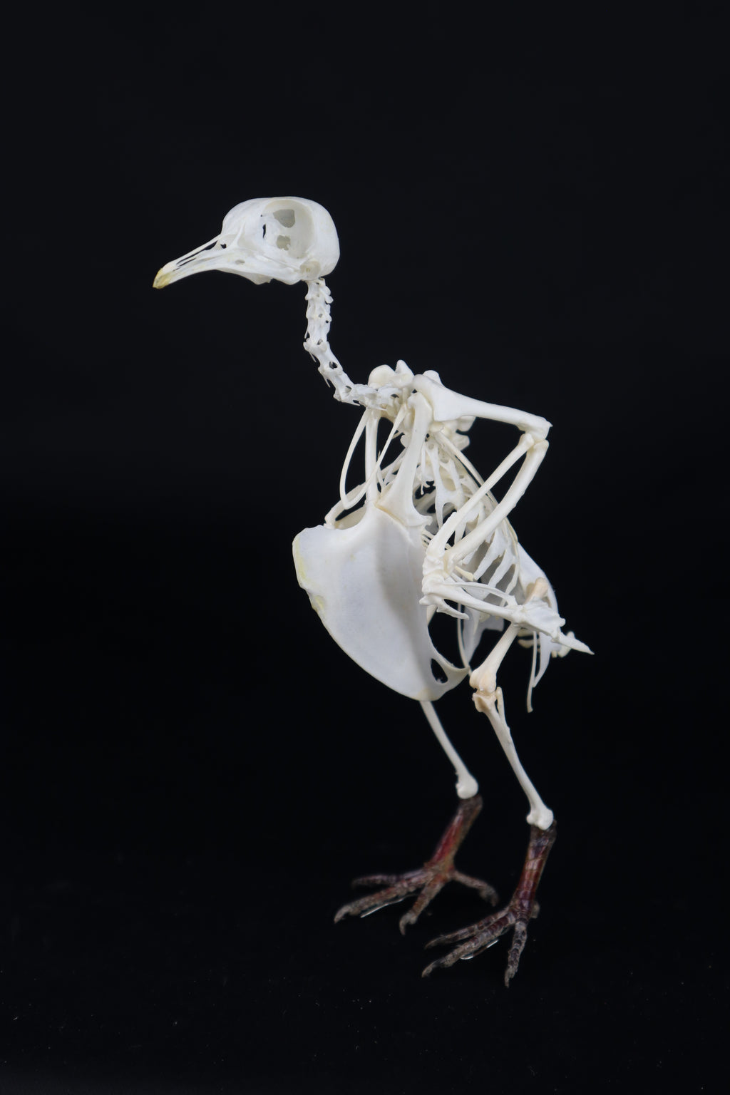 Articulated Pigeon Skeleton