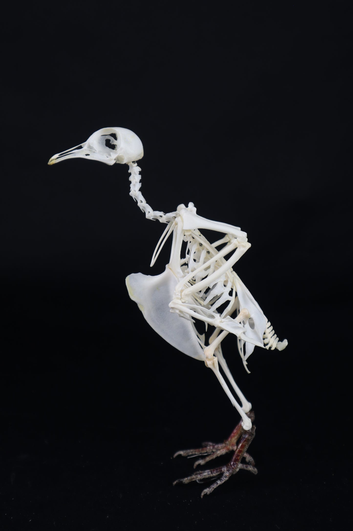 Articulated Pigeon Skeleton