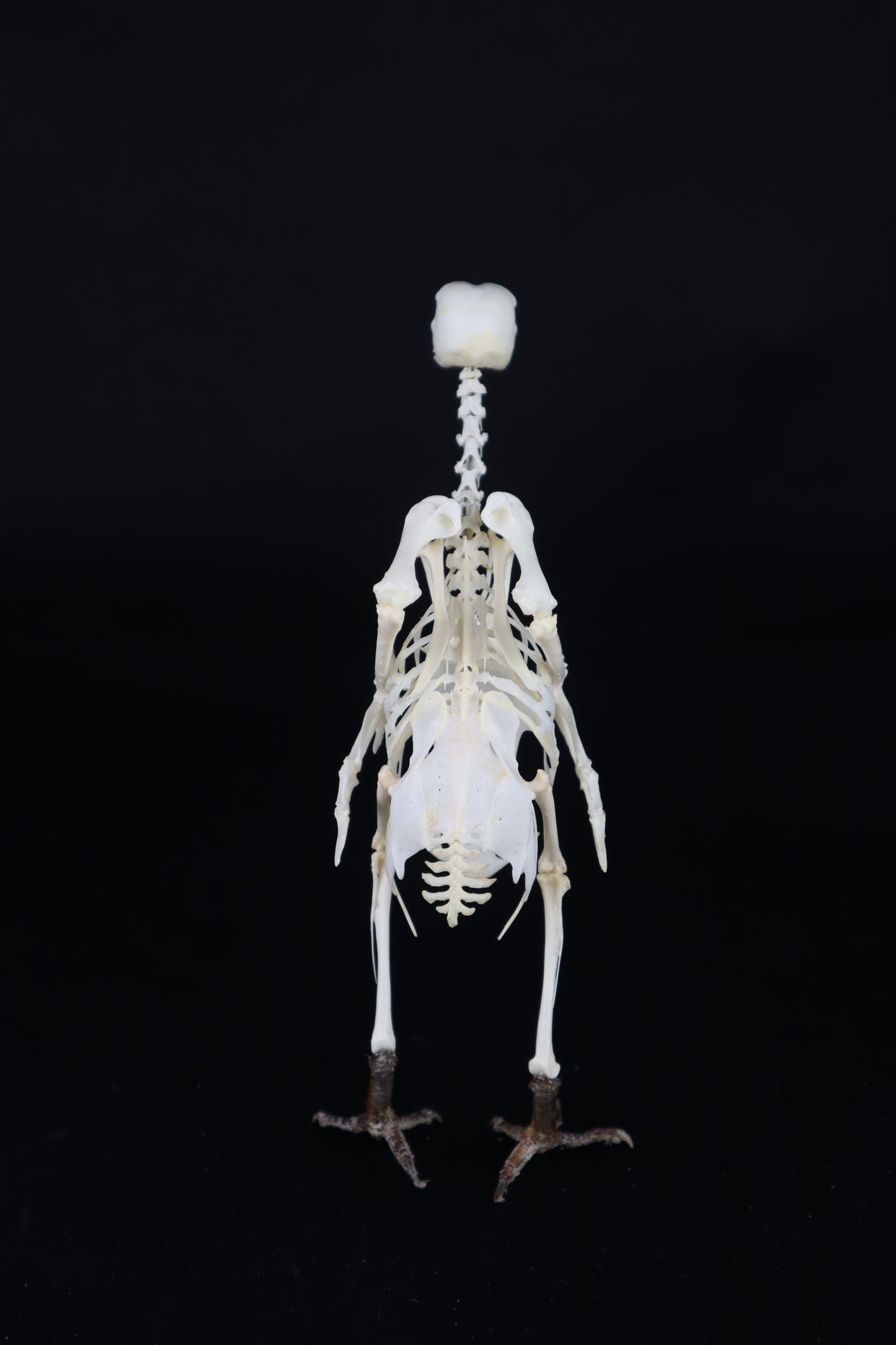 Articulated Pigeon Skeleton