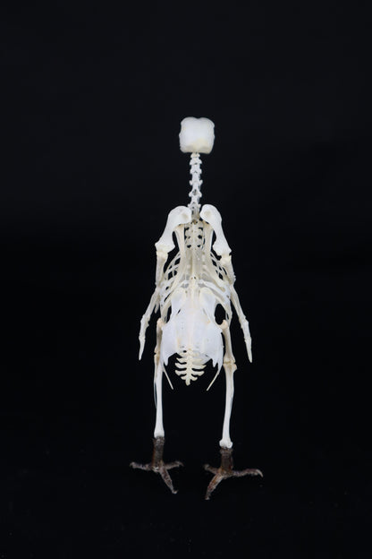Articulated Pigeon Skeleton