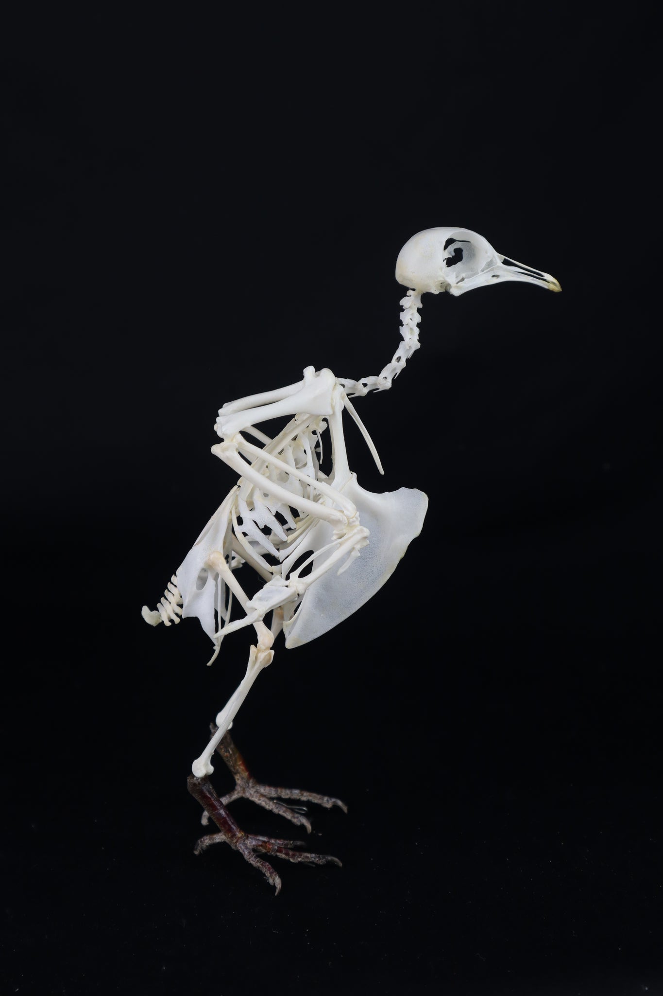 Articulated Pigeon Skeleton