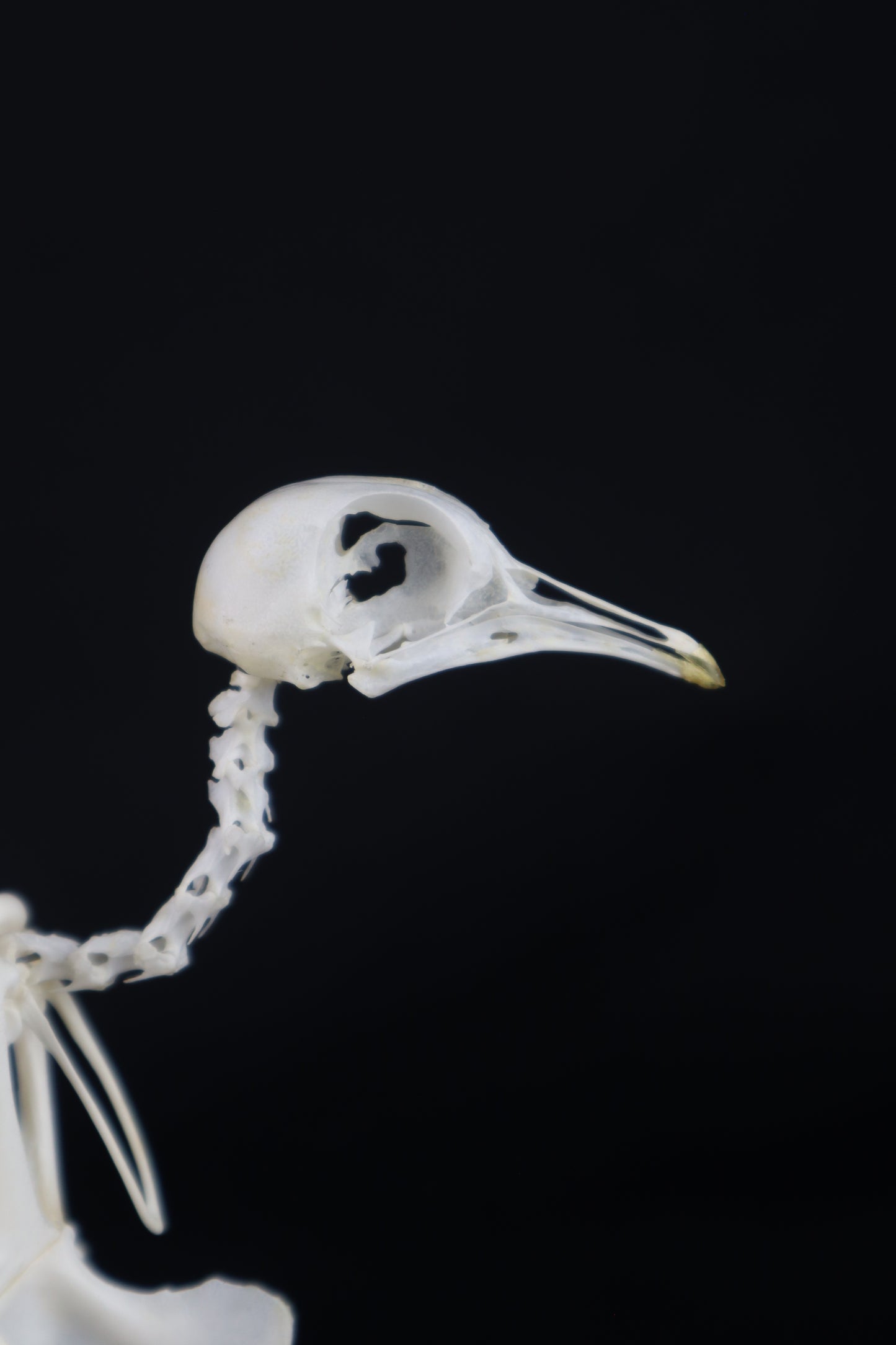 Articulated Pigeon Skeleton
