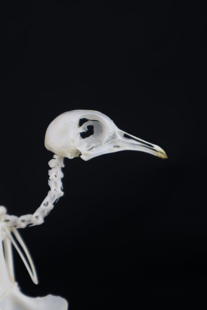 Articulated Pigeon Skeleton