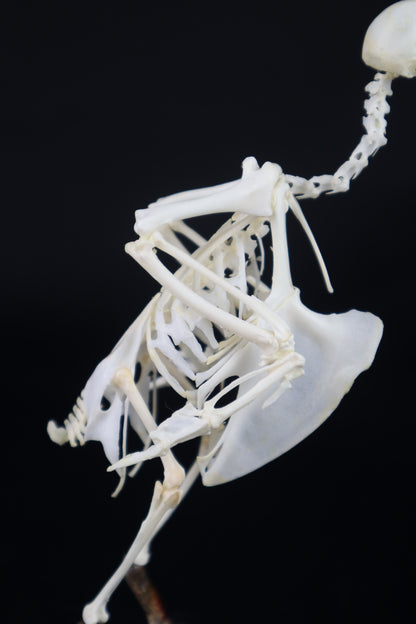 Articulated Pigeon Skeleton