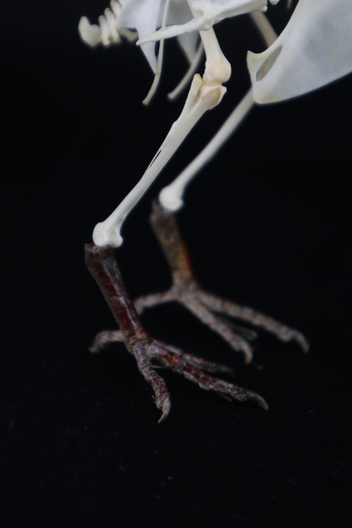 Articulated Pigeon Skeleton