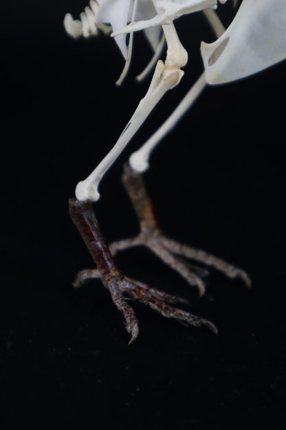 Articulated Pigeon Skeleton