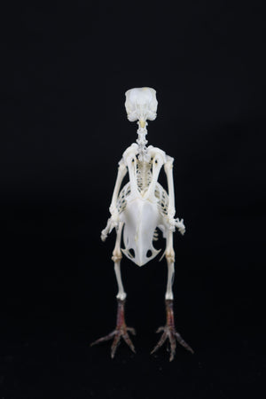 Articulated Pigeon Skeleton