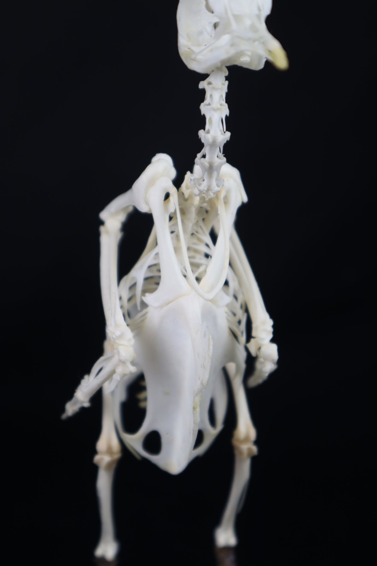 Articulated Pigeon Skeleton