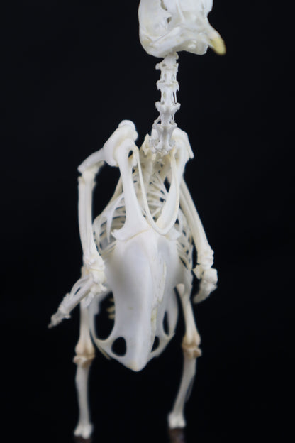 Articulated Pigeon Skeleton