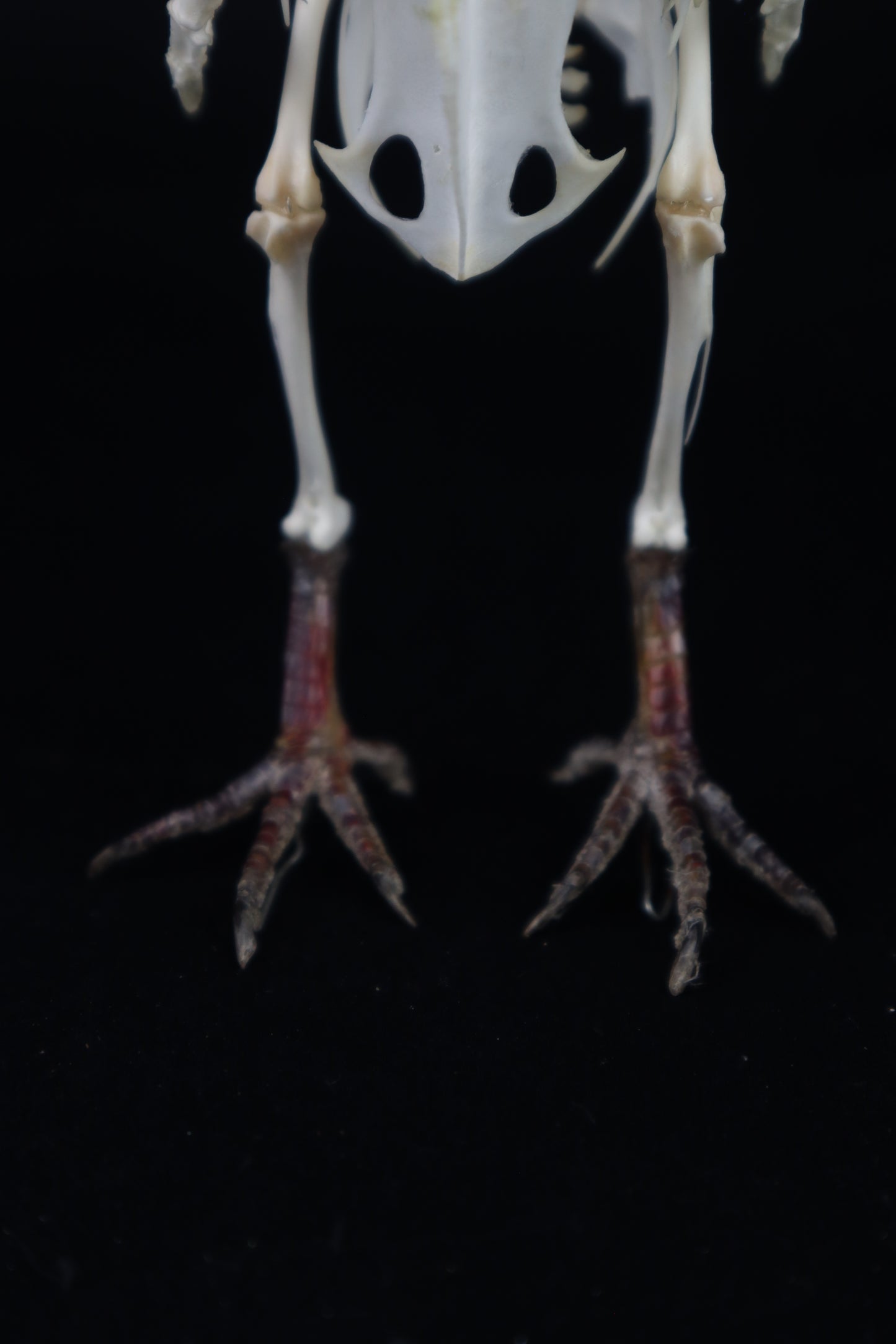 Articulated Pigeon Skeleton