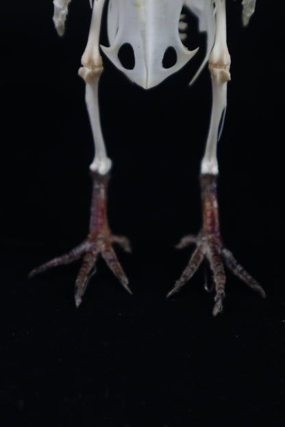 Articulated Pigeon Skeleton