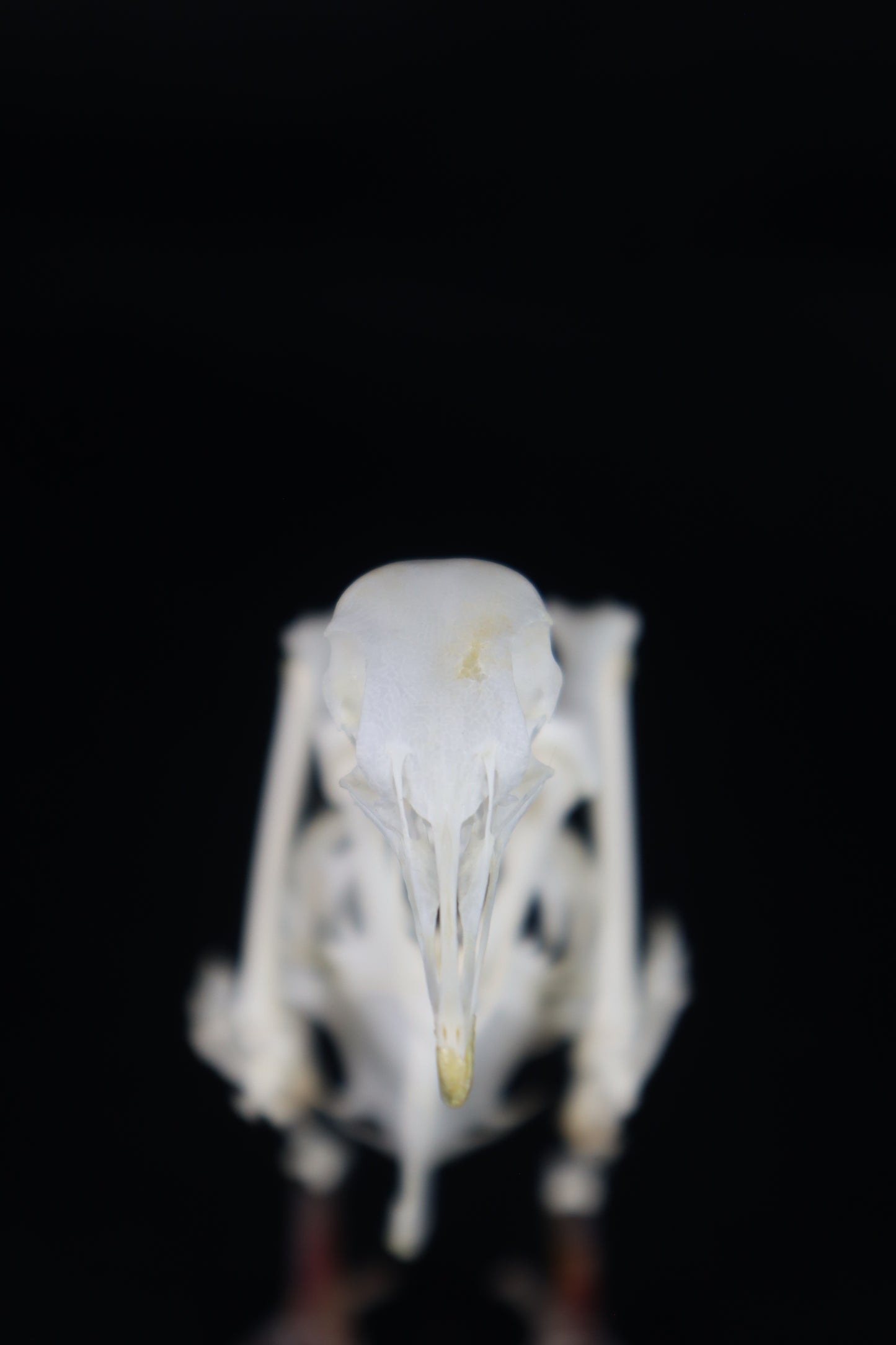 Articulated Pigeon Skeleton