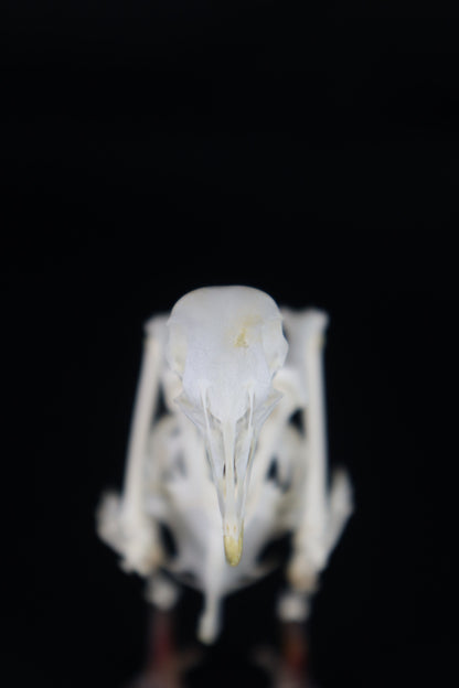 Articulated Pigeon Skeleton