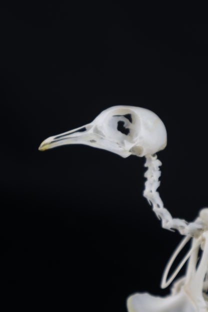 Articulated Pigeon Skeleton