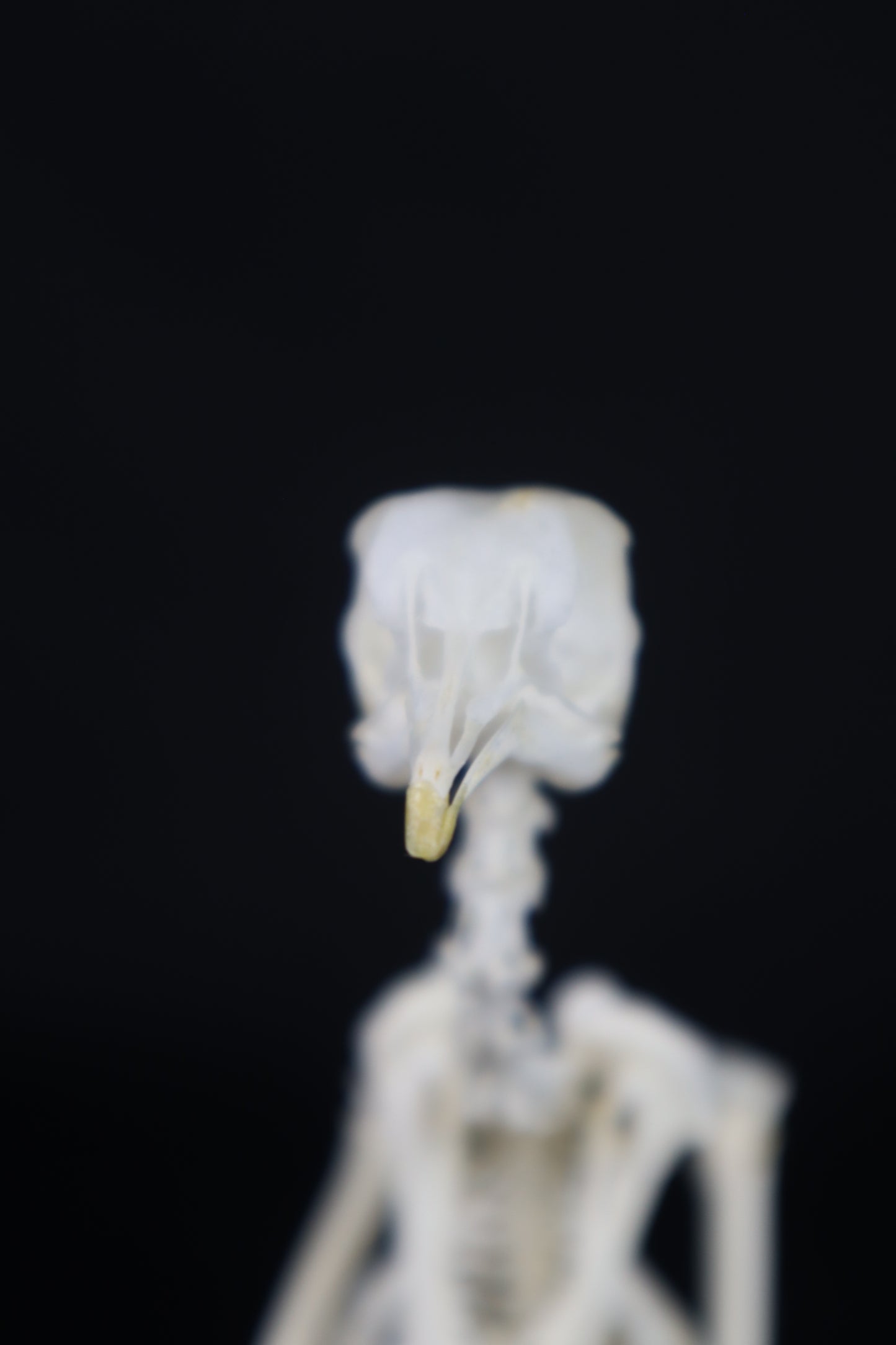 Articulated Pigeon Skeleton