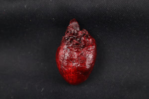 Dry Preserved Raccoon Heart