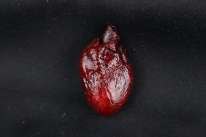 Dry Preserved Raccoon Heart