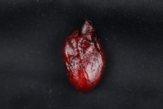 Dry Preserved Raccoon Heart