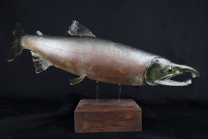 Chinook Salmon Taxidermy