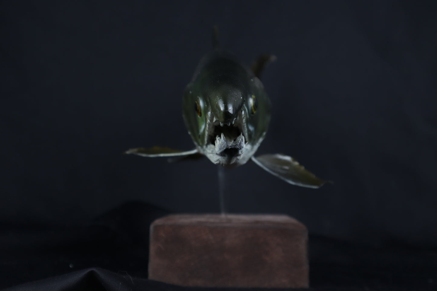 Chinook Salmon Taxidermy