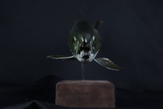 Chinook Salmon Taxidermy