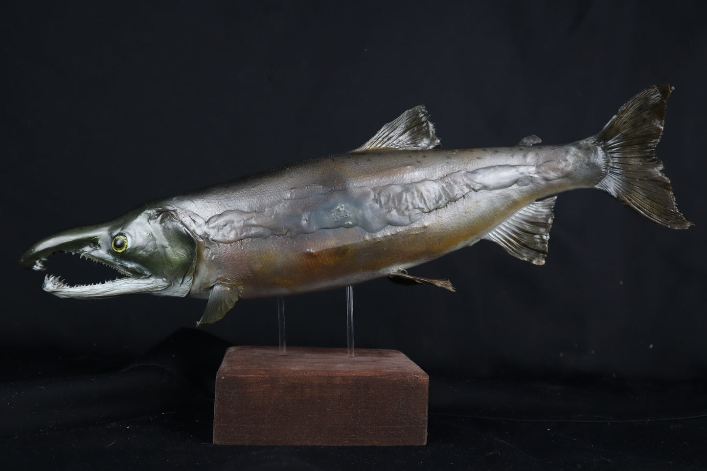 Chinook Salmon Taxidermy