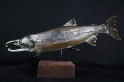 Chinook Salmon Taxidermy