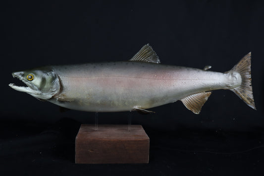 Chinook Salmon Taxidermy